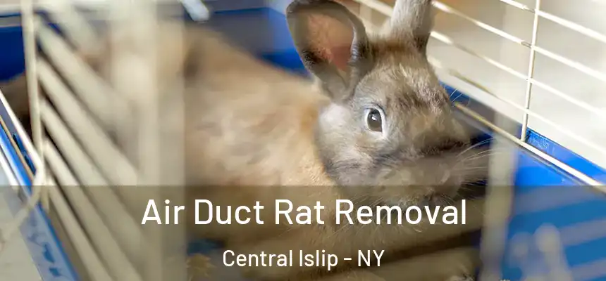  Air Duct Rat Removal Central Islip - NY